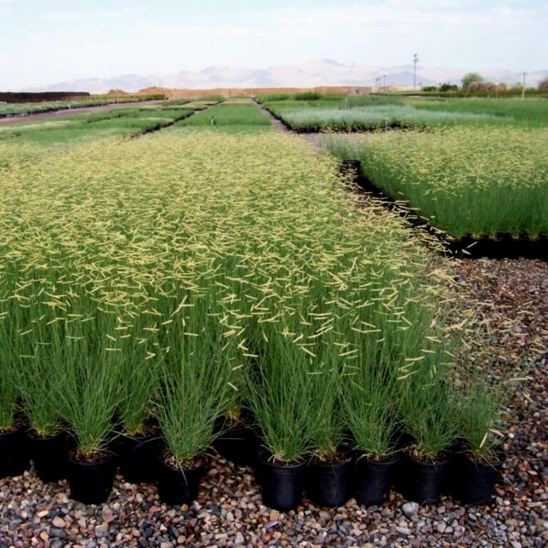 Price: €1.45 - Mosquito Grass - Blue Grama Seeds (Bouteloua Gracilis) -  - 2