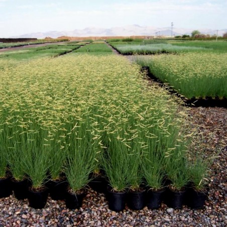 Price: €1.45 - Mosquito Grass - Blue Grama Seeds (Bouteloua Gracilis) -  - 2