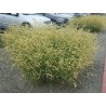 Price: €1.45 - Mosquito Grass - Blue Grama Seeds (Bouteloua Gracilis) -  - 3