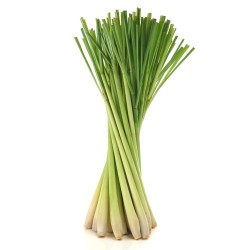 Price: €1.55 - Graines de Lemongrass - Citronnelle (Cymbopogon citratus) - 