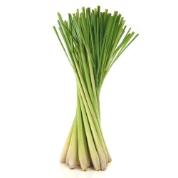 Graines de Lemongrass - Citronnelle (Cymbopogon citratus) 2.95 - 4