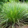 Price: €1.55 - Graines de Lemongrass - Citronnelle (Cymbopogon citratus) - 