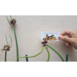 Graines de OIGNON PERPÉTUEL (Allium proliferum) 7.95 - 5
