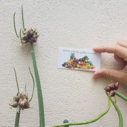 Luftlök Frö (Allium proliferum) 7.95 - 2