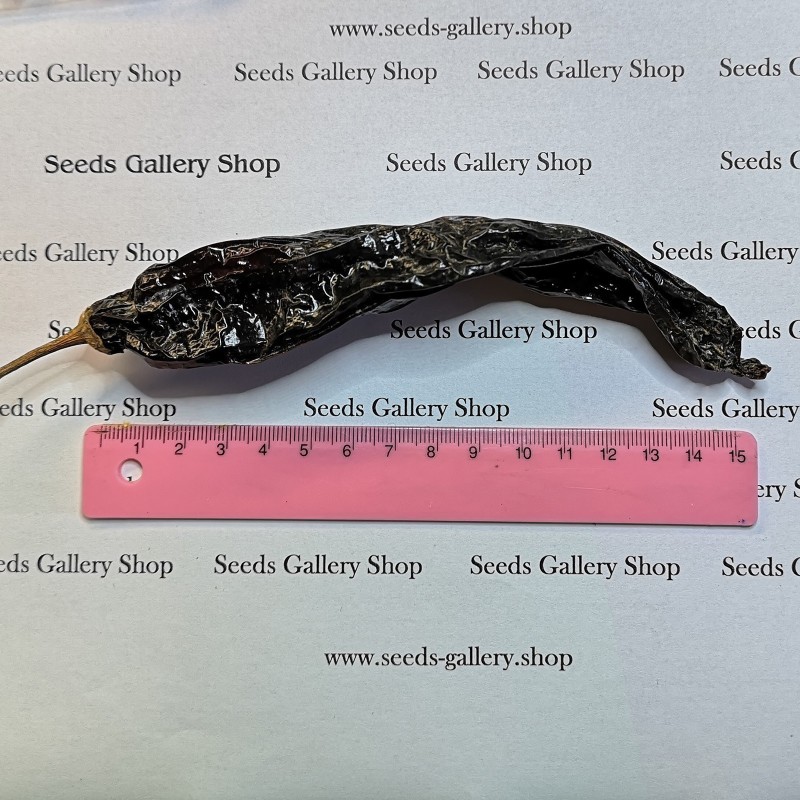 Semințe de chili negru peruvian Aji Panca (Capsicum baccatum)