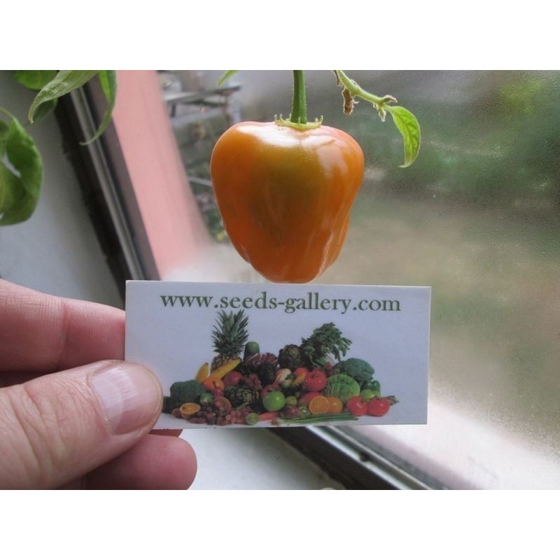 Price: €1.75 - Sementes de Rocoto Manzano pimentão frescos - Seeds Gallery
