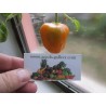 Price: €1.75 - Sementes de Rocoto Manzano pimentão frescos - Seeds Gallery