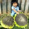 Mongolian Giant Sunflower 1000 Seeds