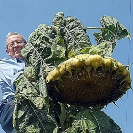 Mongolian Giant Sunflower 1000 Seeds