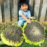 Price: €1.85 - Giant Sunflower - Mongolian Giant Seeds - 