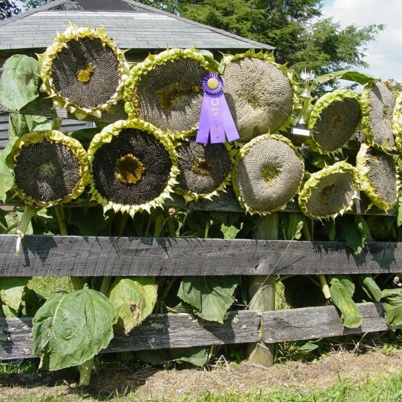 Price: €1.85 - Giant Sunflower - Mongolian Giant Seeds - 