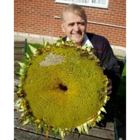 Riesen-Sonnenblume Samen Riesen Russische MAMMUT