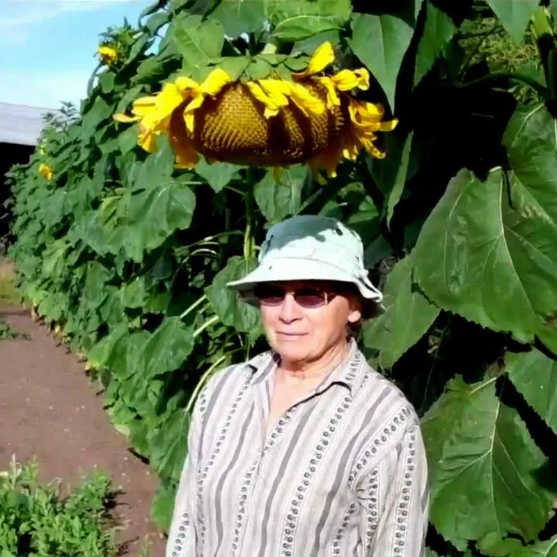 Riesen-Sonnenblume Samen Riesen Russische MAMMUT