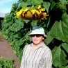 Riesen-Sonnenblume Samen Riesen Russische MAMMUT