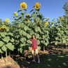 Price: €1.85 - Semillas de Girasol gigante RUSSIAN MAMMOTH - 