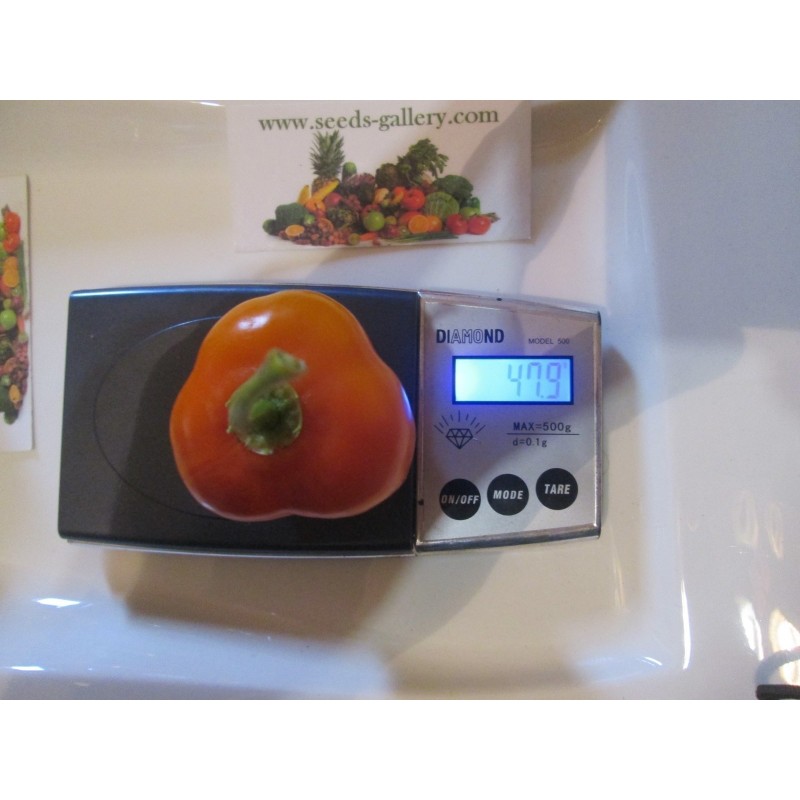 Price: €1.75 - Sementes de Rocoto Manzano pimentão frescos - Seeds Gallery