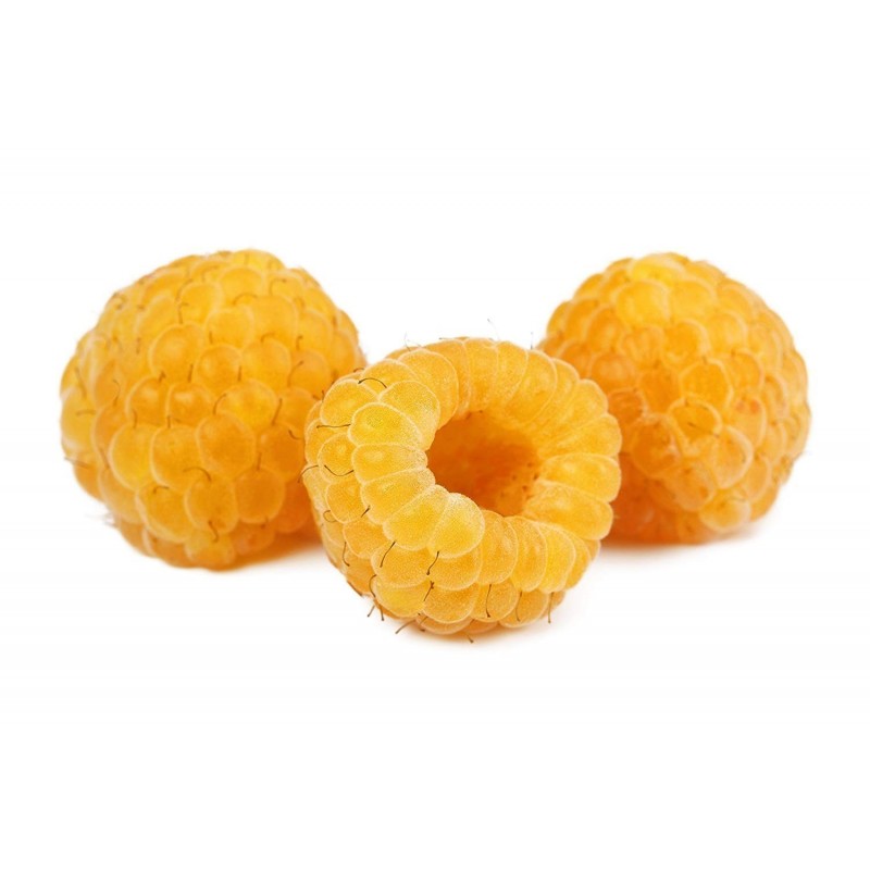 Price: €2.95 - Gula Hallon Frön (Rubus idaeus) - Seeds Gallery