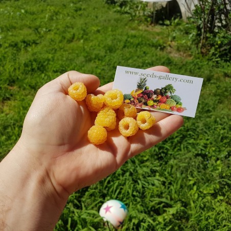 Price: €2.95 - Κίτρινοι σμέουρων σπόροι (Rubus idaeus) - Seeds Gallery