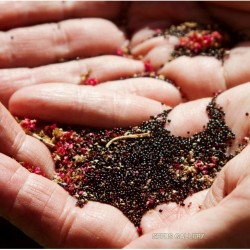 Sementes de Amaranto Negro (Amaranthus) 2.25 - 5