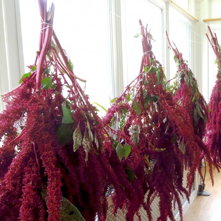 Price: €1.35 - Semillas de AMARANTOS Negro (Amaranthus) -