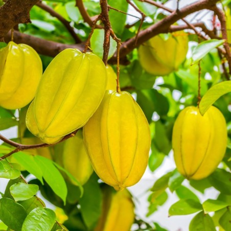 "Stjärnfrukt" Frön Averrhoa Carambola Tropical