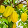 Sternfrucht Samen "Averrhoa carambola"