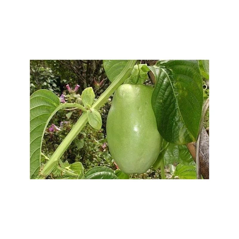 Semi di Granadilla Reale (Passiflora quadrangularis)