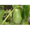 Semi di Granadilla Reale (Passiflora quadrangularis)