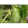 Semi di Granadilla Reale (Passiflora quadrangularis)