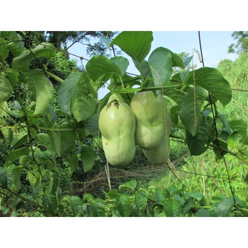 Semi di Granadilla Reale (Passiflora quadrangularis)