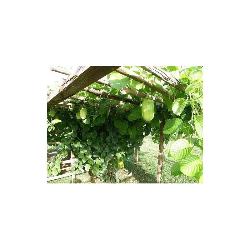 Semi di Granadilla Reale (Passiflora quadrangularis)