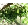 Semillas de Granadilla Gigante (Passiflora quadrangularis)