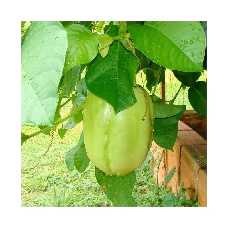 Semillas de Granadilla Gigante (Passiflora quadrangularis)