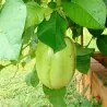 Semi di Granadilla Reale (Passiflora quadrangularis)