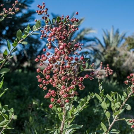 Hennastrauch Samen (Lawsonia inermis)