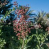 Hennastrauch Samen (Lawsonia inermis)