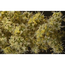 Sementes de Hena (Lawsonia inermis) 2.5 - 2