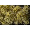 Hennastrauch Samen (Lawsonia inermis)