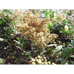 Sementes de Hena (Lawsonia inermis) 2.5 - 3