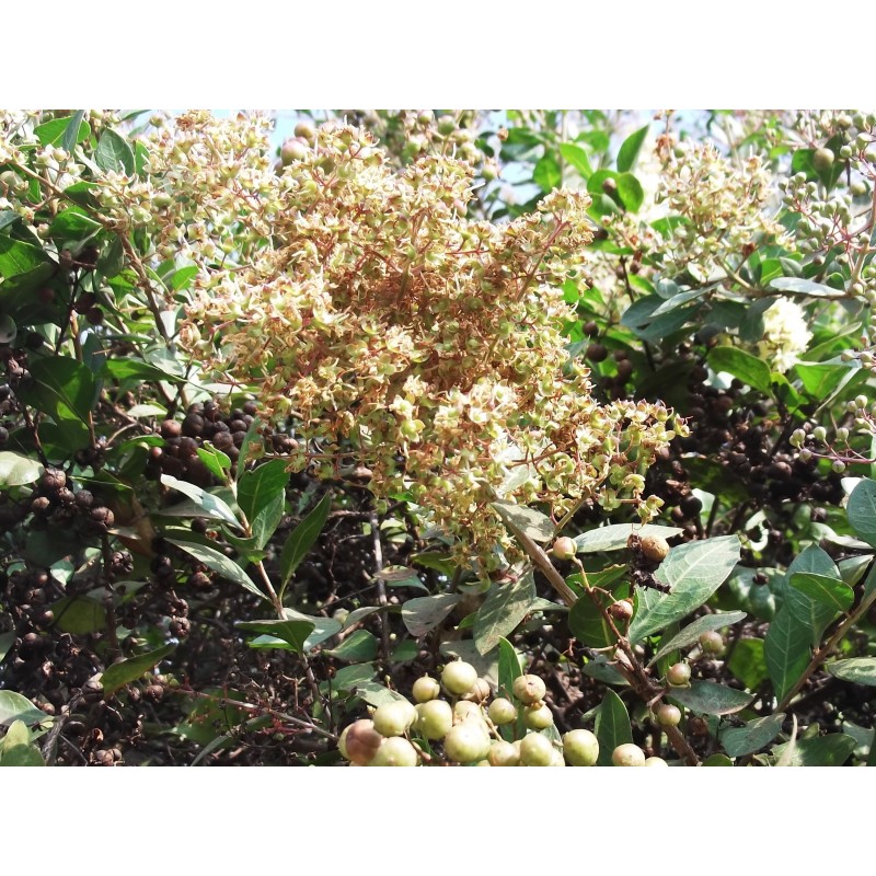 Sementes de Hena (Lawsonia inermis)