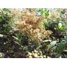 Hennastrauch Samen (Lawsonia inermis)