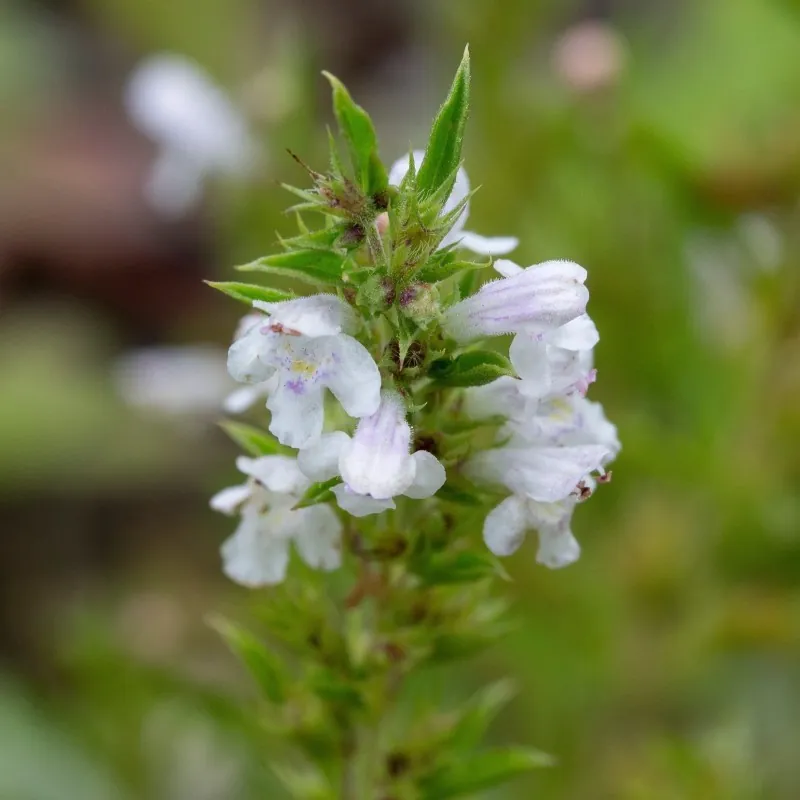 Winter savory Seeds (Satureja montana)
