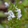 Price: €1.55 - Graines de Sarriette des Montagnes (Satureja montana) - 