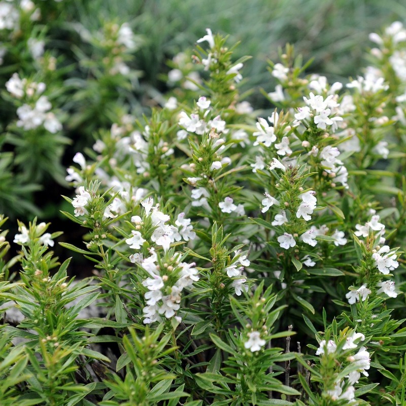 Price: €1.55 - Graines de Sarriette des Montagnes (Satureja montana) - 
