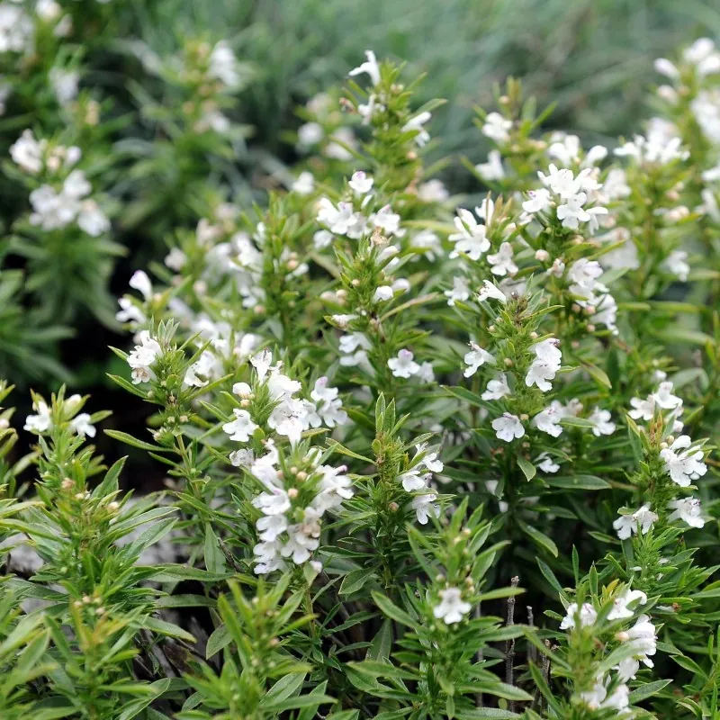 Semillas de Ajedrea (Satureja montana)