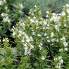 Price: €1.55 - Graines de Sarriette des Montagnes (Satureja montana) - 