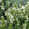 Semillas de Ajedrea (Satureja montana)