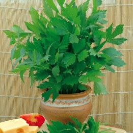 Nasiona lubczyku (Levisticum officinale) - 1.98