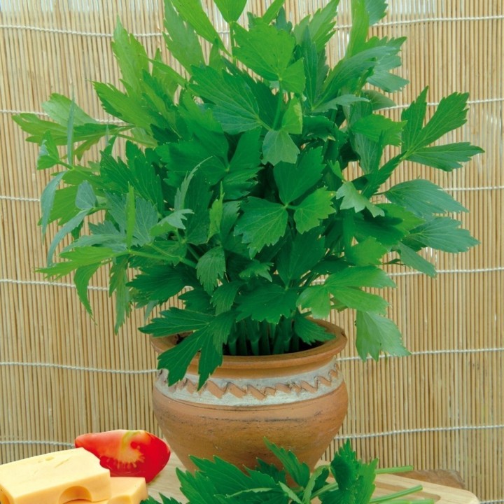 Nasiona lubczyku (Levisticum officinale) - 1.98