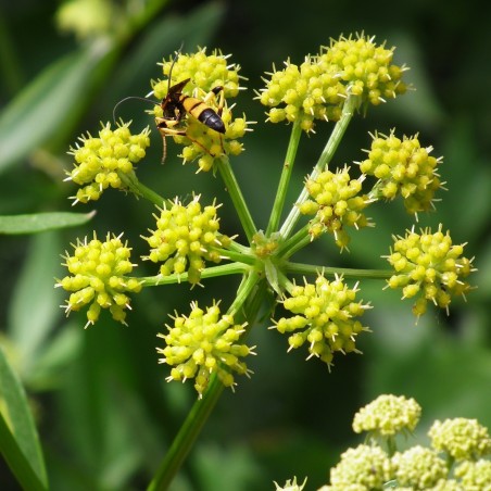 Sementes de Levístico (Levisticum officinale)